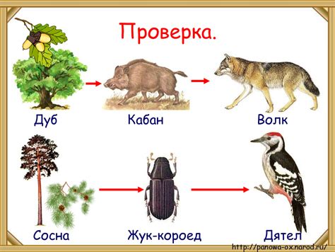 Пищевая цепочка совы