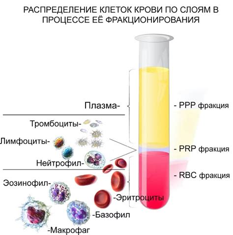 Плазма в крови: основные факты