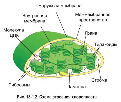 Пластиды