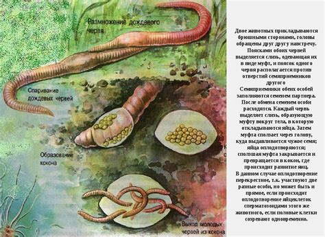 Пластичность и способность к самовосстановлению как особенности круглых червей