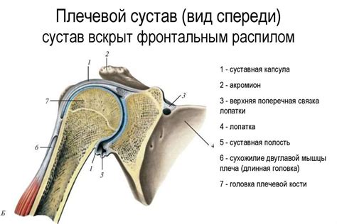 Плечевой сустав