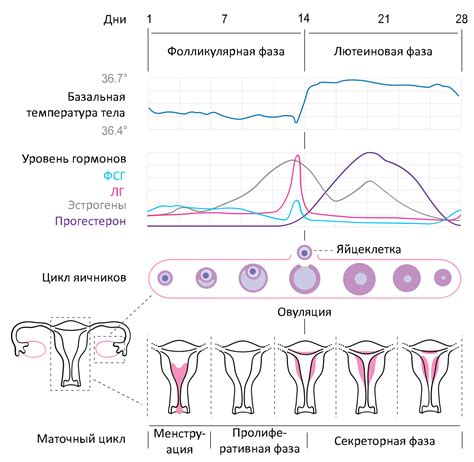 Плодовитость и овуляция