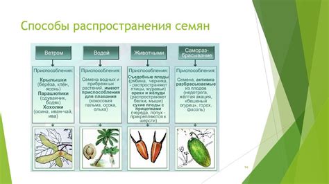 Плоды и семена: механизмы распространения и сохранения потомства