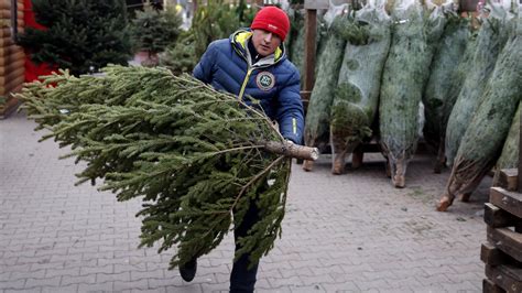 Плюсы и минусы искусственных и натуральных деревьев