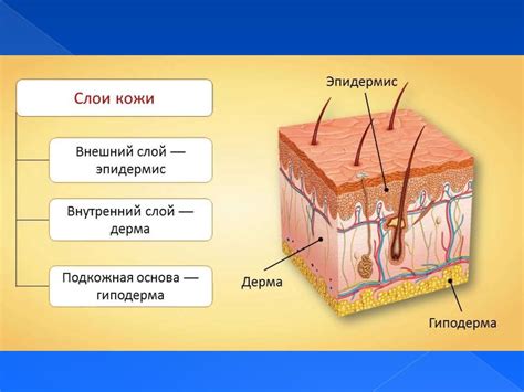 Поверхность кожи