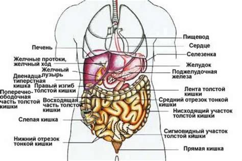 Повреждения органов, вызывающие боли в левой части живота