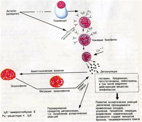 Повышение гранулоцитов в крови: определение и значения