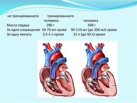 Повышение нагрузки на сердечно-сосудистую систему