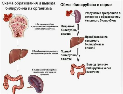 Повышение прямого билирубина в крови