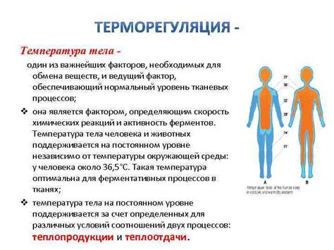 Повышение температуры как фактор активации обмена веществ