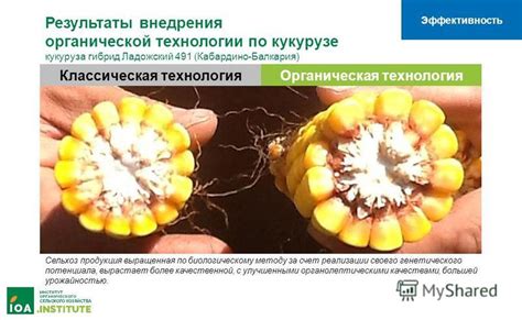 Повышение урожайности методами современной технологии