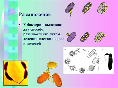 Повышенное размножение бактерий