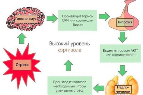 Повышенный уровень кортизола у женщин: причины и методы балансирования