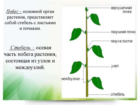 Подвойные растения: что это такое?