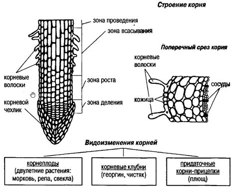 Подготовка и порезка корня