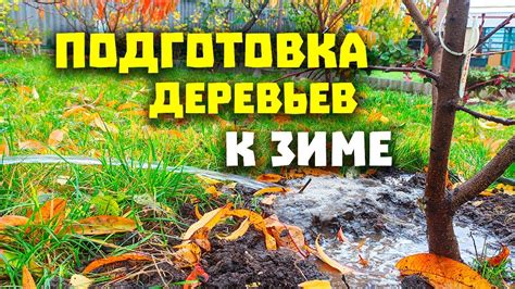 Подготовка плодовых деревьев к зиме