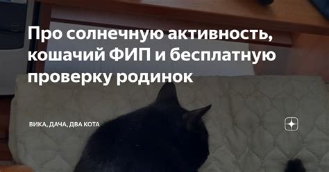 Поддерживайте активность кота