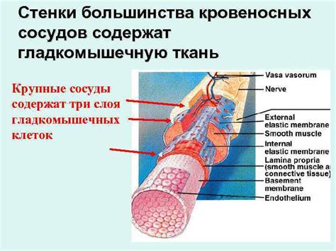 Поддержка мышц и кровеносных сосудов