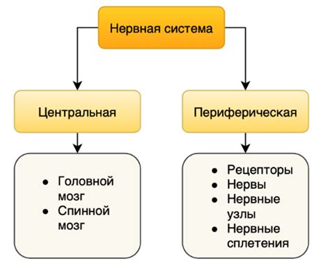 Поддержка функции мозга и нервной системы