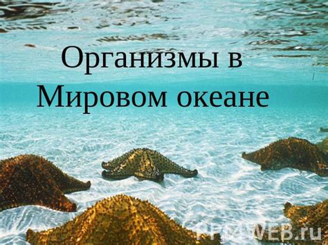 Подзаголовок 1: Роль экосистемы морей в биоразнообразии