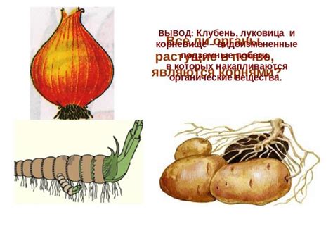 Подземные симбиозы - сотрудничество в почве