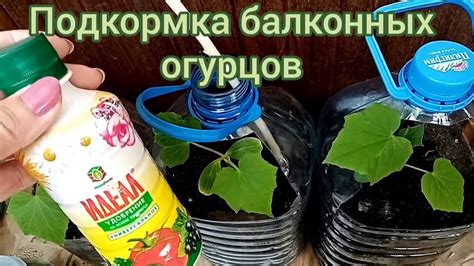 Подкормка огурцов в домашних условиях