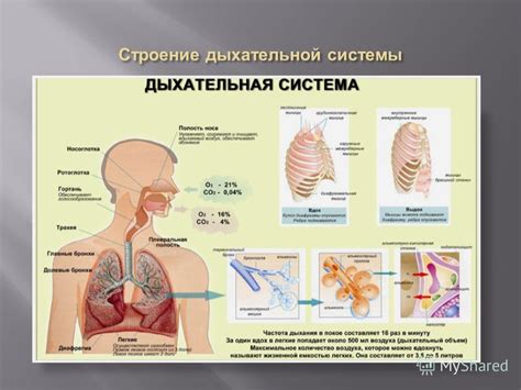 Позитивно влияет на функции дыхательной системы