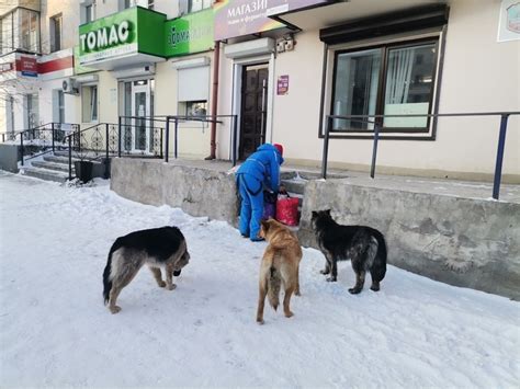 Поиск новых домов для бездомных собак