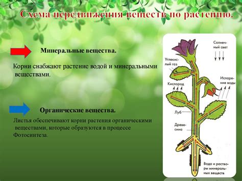 Покормите растение: как питательные вещества перемещаются по растению?