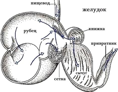 Покрытие желудка у животных