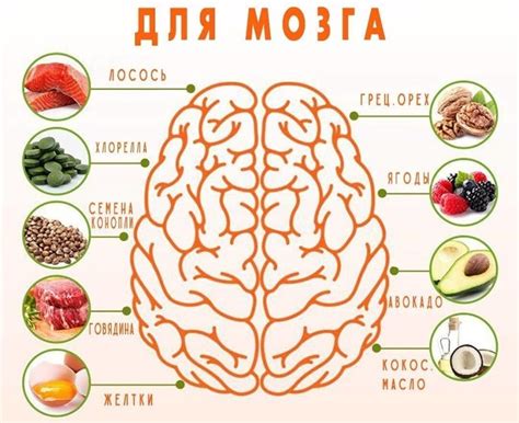 Полезные продукты для мозга и нервной системы