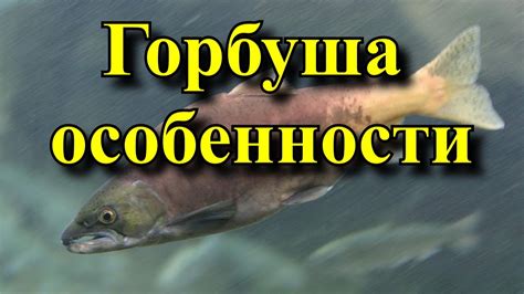 Полезные свойства горбуши