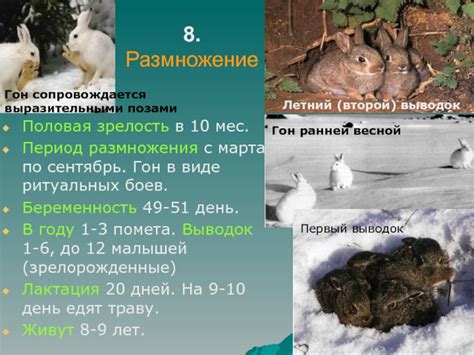 Половая зрелость и размножение