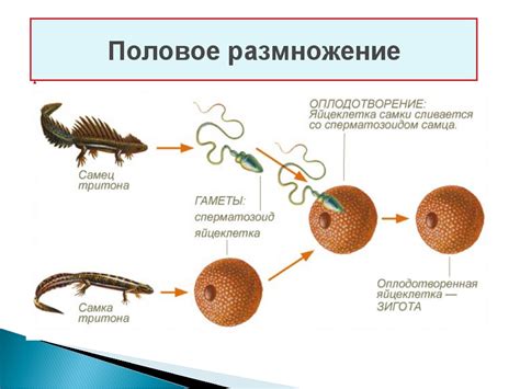 Половое размножение и его роль в биологии