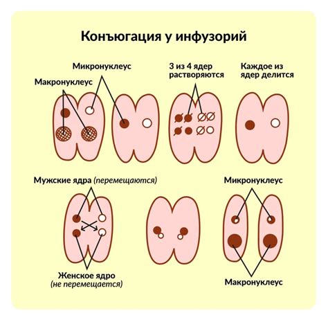 Половое размножение как способ повышения генетического разнообразия