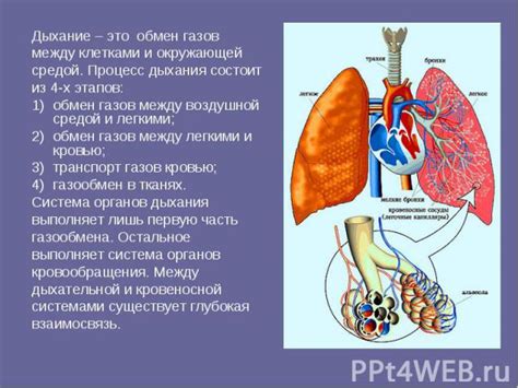 Положительные изменения в дыхательной системе при регулярном беге на вечер