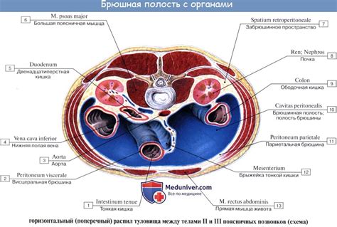 Полость живота и позвоночник: