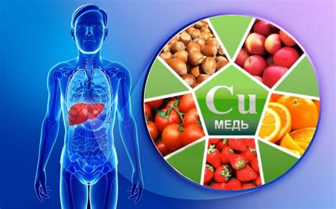 Польза и усваиваемость меди в организме человека