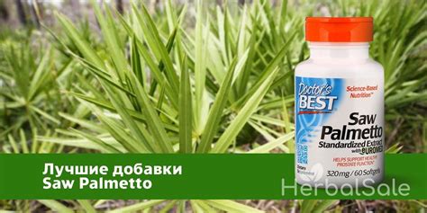 Польза и эффективность Saw Palmetto