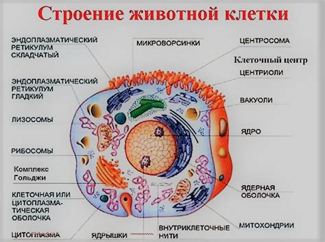 Понимание клеточной структуры живых организмов