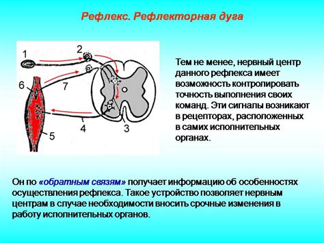 Понятие и значение звеньев рефлекса 4 класс