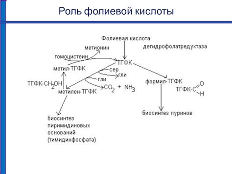 Понятие и роль фолиевой кислоты