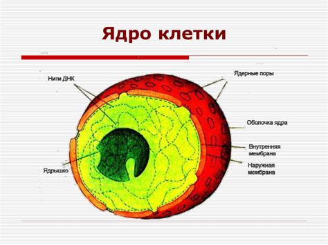 Понятие клеточного детрита в цитологии