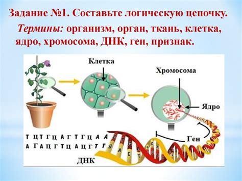 Понятие наследственной информации и ее значение