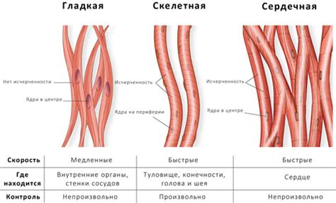 Поперечно полосатая скелетная мышца и сердечная мышца