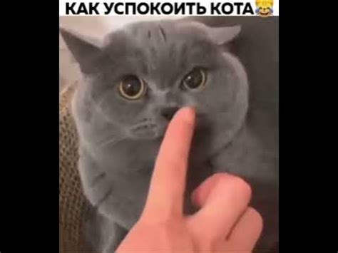 Попробуйте успокоить кота