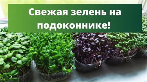 Посадка зелени на следующий год: какие растения и когда сажать