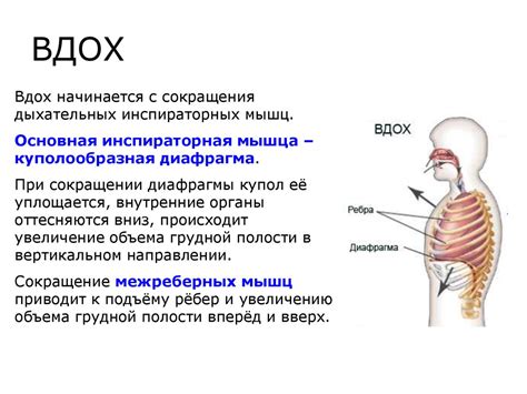 Последствия закрытия носа и выдоха: что происходит с организмом?