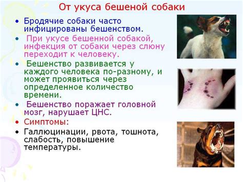 Последствия местного укуса собаки