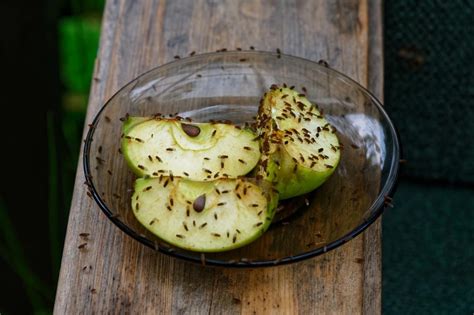 Последствия неудачной борьбы с мошками в алоэ